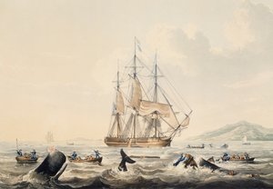 صيد الحيتان في البحار الجنوبية ، نقش لويليام جون هوجينز (1781-1845) ، 44 × 57 سم
