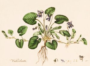 فيولا أودوراتا ، بنفسجي حلو ، c1770-1790. بواسطة وليام كيلبورن