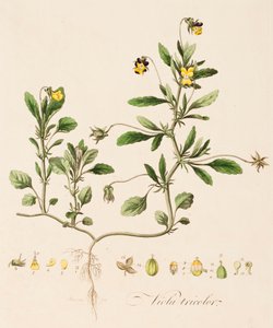 فيولا ثلاثية الألوان ، وايلد بانسي ، c1770-1790. بواسطة وليام كيلبورن