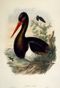 اللقلق الأسود (Ciconia nigra) ، مطبوعة حجرية من طيور بريطانيا العظمى بواسطة وليام ماثيو هارت