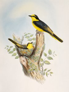 مصغر صغير بني (Pericrocotus cantonensis) ، ليثوجراف من طيور آسيا بواسطة وليام ماثيو هارت