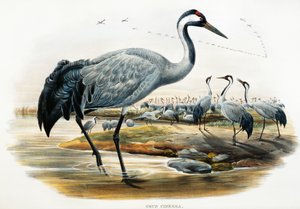 رافعة عادية (Grus cinerea) ، مطبوعة حجرية من طيور بريطانيا العظمى بواسطة وليام ماثيو هارت