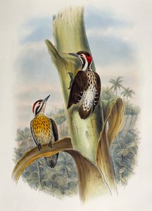 قزم الخشب الفلبيني (Dendrocopos maculatus) ، الطباعة الحجرية من طيور آسيا بواسطة وليام ماثيو هارت