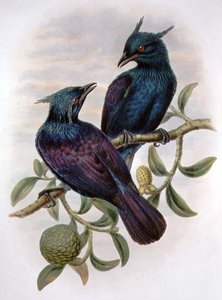 Phonygama Purpureiviolacea (لون ليثو) بواسطة وليام ماثيو هارت