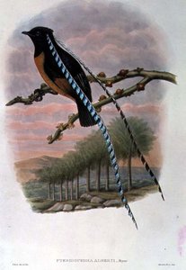 Pteridophora Alberti ، ملك ساكسونيا طائر الجنة (ليثو ملون) بواسطة وليام ماثيو هارت
