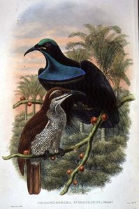 Ptiloris Magnificus ، بندقية طائر الجنة (لون ليثو) بواسطة وليام ماثيو هارت