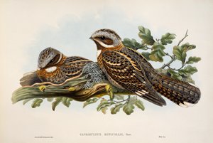 Nightjar أحمر العنق (Caprimulgus ruficollis) ، مطبوعة حجرية من طيور بريطانيا العظمى بواسطة وليام ماثيو هارت