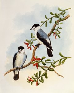 Torrent Robin (Monachella muelleriana), engraving by William Matthew Hart (1830-1908), United Kingdom بواسطة وليام ماثيو هارت