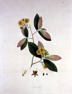 Ochna squarrosa ، رسم توضيحي من "نباتات ساحل كورومانديل" بواسطة وليام روكسبيرج
