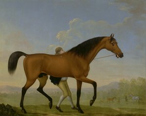 دوق Ancasters Bay Stallion ، Blank ، يمشي نحو Mare