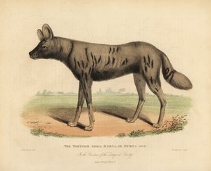 كلب الصيد الأفريقي ، Lycaon pictus. بواسطة وليام سميلي