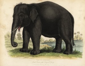 الفيل الآسيوي ، Elephas maximus ، مهدد بالانقراض. بواسطة وليام سميلي
