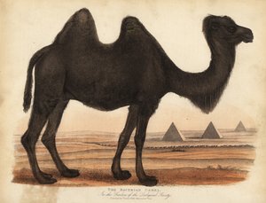 الجمل البكتيري Camelus bactrianus. بواسطة وليام سميلي