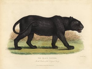 النمر الأسود ، Panthera pardus أو Panthera onca. بواسطة وليام سميلي