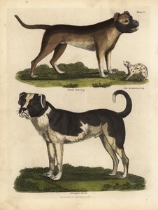 سلالات الكلاب ، Canis lupus مألوف. بواسطة وليام سميلي