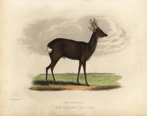 أيل اليحمور الأوروبي ، Capreolus capreolus. بواسطة وليام سميلي