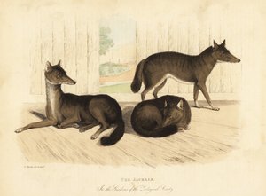 ابن آوى الذهبي ، Canis aureus. بواسطة وليام سميلي