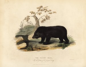 دب الهيمالايا الأسود ، Ursus thibetanus laniger. بواسطة وليام سميلي