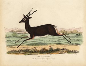 Indian antelope or blackbuck, Antilope cervicapra. بواسطة وليام سميلي