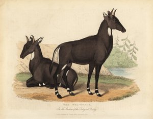 Nilgai أو الثور الأزرق Boselaphus tragocamelus. بواسطة وليام سميلي