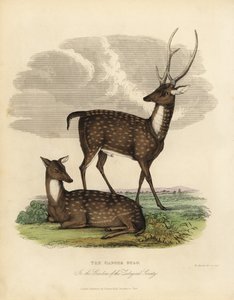 Swamp deer or barasingha, Rucervus duvaucelii. بواسطة وليام سميلي