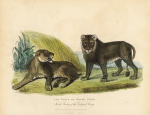 أسود أبيض أو فضي ، Panthera leo melanochaita. بواسطة وليام سميلي