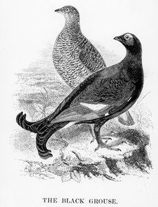 The Black Grouse ، رسم توضيحي من "تاريخ الطيور البريطانية" بقلم ويليام ياريل ، نشر لأول مرة عام 1843 بواسطة وليام ياريل
