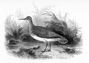 The Sandpiper العام ، رسم توضيحي من "تاريخ الطيور البريطانية" بقلم ويليام ياريل ، نشر لأول مرة عام 1843 بواسطة وليام ياريل