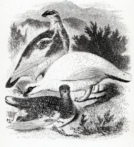 ال Ptarmigan ، التوضيح من "تاريخ الطيور البريطانية" بقلم ويليام ياريل ، نشر لأول مرة عام 1843 بواسطة وليام ياريل