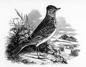 The Sky Lark ، رسم توضيحي من "تاريخ الطيور البريطانية" بقلم ويليام ياريل ، نشر لأول مرة عام 1843 بواسطة وليام ياريل