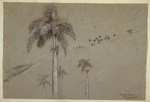 رسم، النخلة الملكية، كوبا، 1885 بواسطة وينسلو هومر