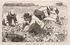 سرير الفراولة ، 1868. بواسطة وينسلو هومر