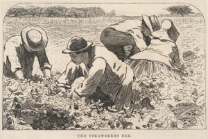سرير الفراولة، من مجلة "شبابنا الصغار"، يوليو 1868 بواسطة وينسلو هومر