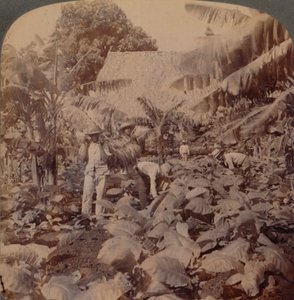 قطع التبغ - مزرعة نموذجية - مقاطعة هافانا ، كوبا ، 1899