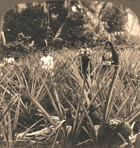 مزرعة الأناناس ، ماياجيز ، بورتو ريكو ، 1899.