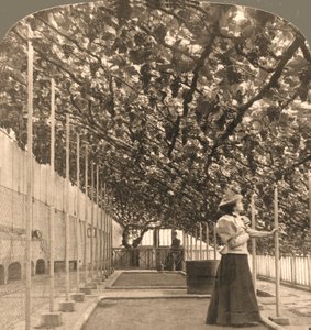 أقدم نبات العنب في العالم ، قصر هامبتون كورت ، زرع 1768 إنجلترا ، 1897.