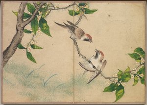 ألبوم المكتب: عصافير النميمة للوحات الزهور والطيور ، القرن الثامن عشر.