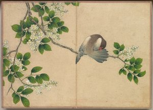 ألبوم مكتب: لوحات الزهور والطيور Preening Bird ، القرن الثامن عشر.