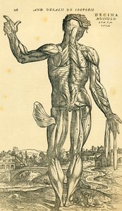 Back of male human body, an anatomical study originally published in De Humani Corporis Fabrica Libri Septem (on the fabric of the human body in seven books) by Andreas Vesalius, published Basel بواسطة فرديناند جورج والدمولر