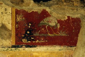 طائر ، جزء من اللوحة الجدارية ، معبد Salus Augusta-Cryptoporticus ، المدينة الرومانية القديمة في Urbs Salvia ، Urbisaglia ، Marche ، إيطاليا (صورة) بواسطة سيفيريني سيفيريني