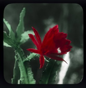 "Cactus" بواسطة فريدريك (المرتبط ب) بارنارد