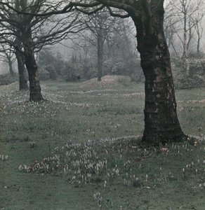 "Crocus" بواسطة فريدريك (المرتبط ب) بارنارد