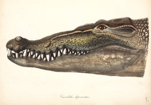 Estuarine or Saltwater Crocodile, Asia بواسطة ريتشارد (بعد) داد