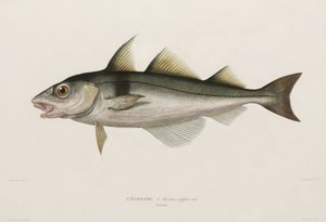 Haddock, Iceland, early 19th century بواسطة ريتشارد (بعد) داد