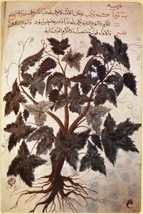Herbals Vine بواسطة فرديناند جورج والدمولر
