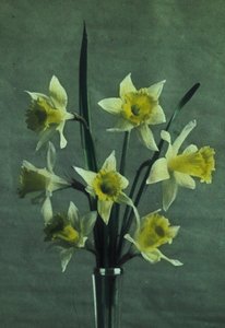 "Jonquilles" (Daffodil - Golden Spur) بواسطة فريدريك (المرتبط ب) بارنارد