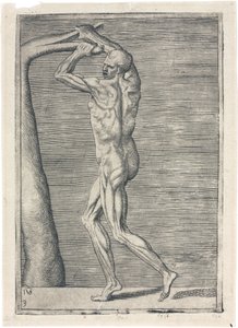 Muscles Anatomical study of male musculature; man breaking a branch, c 1555 بواسطة فريدريك (المرتبط ب) بارنارد