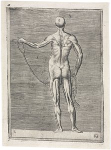 Muscles Anatomical study of male musculature; man holding a rope, c 1555 بواسطة فريدريك (المرتبط ب) بارنارد