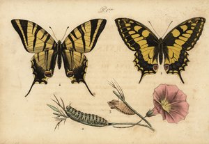 الذيل بشق العالم القديم ، Papillo machaon 1،2،3 وذيل بشق نادر ، Iphiclides podalirius 4 بواسطة ريتشارد (بعد) داد