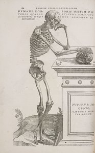 Skeletons A human articulated skeleton seen from the side بواسطة فريدريك (المرتبط ب) بارنارد